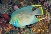 Holacanthus bermudensis (Blue Angelfish)