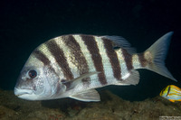 Archosargus probatocephalus (Sheepshead)