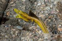 Chaenopsis ocellata (Bluethroat Pikeblenny)