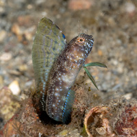 Emblemaria pandionis (Sailfin Blenny)