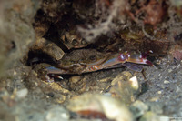 Achelous floridanus (Florida Swimming Crab)