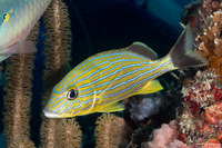 Haemulon sciurus (Bluestriped Grunt)