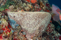 Ircinia campana (Bell Sponge)