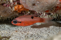Apogon maculatus (Flamefish)