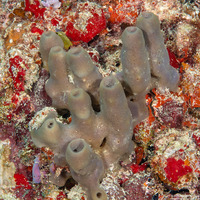 Callyspongia fallax (Callyspongia Fallax)