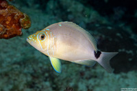 Hypoplectrus unicolor (Butter Hamlet)