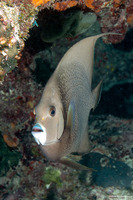 Pomacanthus arcuatus (Gray Angelfish)