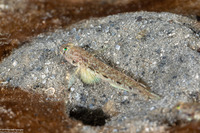 Ctenogobius stigmaturus (Spottail Goby)