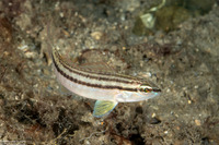 Diplectrum bivittatum (Dwarf Sand Perch)