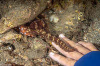 Macrotritopus defilippi (Atlantic Longarm Octopus)