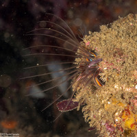 Balanus nubilus (Giant Acorn Barnacle)