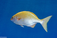Kyphosus sandwicensis (Gray Chub)