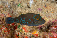 Canthigaster amboinensis (Ambon Toby)