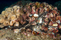 Chondrosia chucalla (Meandering Sponge)