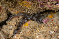 Ophiocoma erinaceus (Spiny Brittle Star)