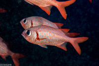 Myripristis amaena (Brick Soldierfish)
