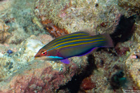 Pseudocheilinus tetrataenia (Fourline Wrasse)