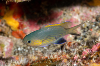 Chromis vanderbilti (Blackfin Chromis)