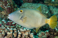 Cantherhines dumerilii (Barred Filefish)