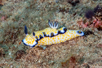 Hypselodoris imperialis (Imperial Nudibranch)