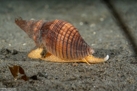 Megasurcula carpenteriana (Carpenter's Turrid)