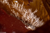 Orthopyxis sp.1 (Orthopyxis sp.1)