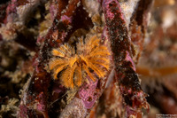 Eudistylia polymorpha (Feather Duster Worm)