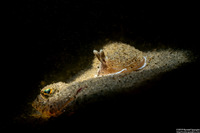 Armina californica (California Armina)