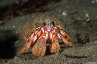 Pagurus armatus (Blackeyed Hermit Crab)