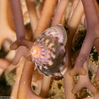 Tegula pulligo (Brown Turban Snail)