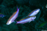 Luzonichthys waitei (Magenta Slender Anthias)