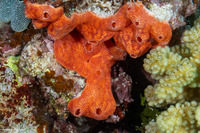 Didemnum sp.10 (Didemnum sp.10)