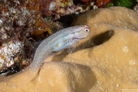 Ecsenius stictus (Spotted Coralblenny)