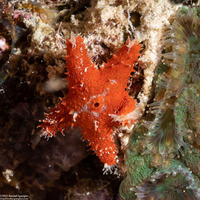 Euretaster attenuatus (Attenuated Sea Star)
