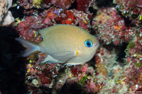 Chromis amboinensis (Ambon Chromis)