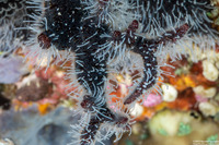 Celleporaria sibogae (Celleporaria Sibogae)