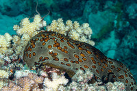 Bohadschia argus (Argus Sea Cucumber)