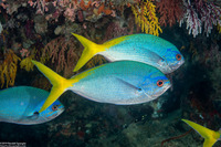 Caesio cuning (Yellowtail Fusilier)