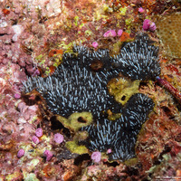 Celleporaria sibogae (Celleporaria Sibogae)