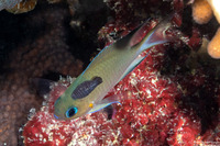 Chromis amboinensis (Ambon Chromis)