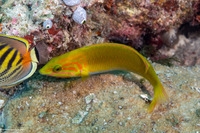 Thalassoma lutescens (Sunset Wrasse)