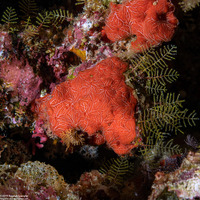 Clathria mima (Clathria Mima)