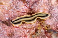 Pseudoceros sp.2 (Pseudoceros sp.2)