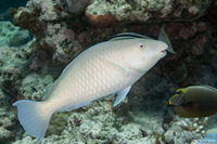 Hipposcarus longiceps (Pacific Longnose Parrotfish)