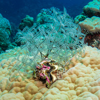 Macrorhynchia philippina (Philippine Hydroid)