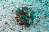 Tridacna maxima (Maxima Giant Clam)