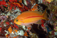 Pseudanthias gibbosus (Redstripe Anthias)