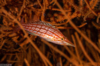 Oxycirrhites typus (Longnose Hawkfish)