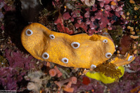 Didemnum sp.14 (Didemnum sp.14)