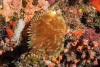 Sabellastarte spectabilis (Common Feather Duster Worm)